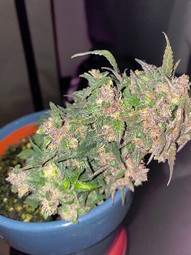 Growreport Bild 16