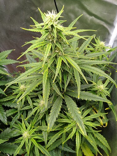 IMG_20240523_105852484