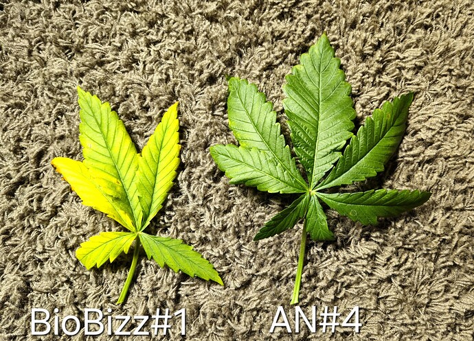 Growreport Bild 1