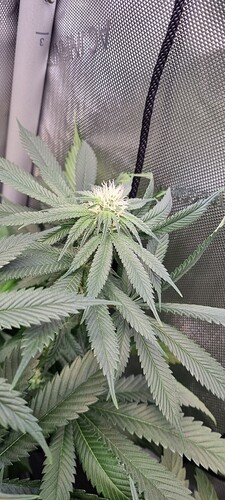 Growreport Bild 4