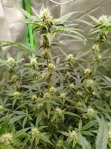 Eine Cannabis-Pflanze in der Blütephase mit mehreren Blütenständen und dichtem Blattwerk.