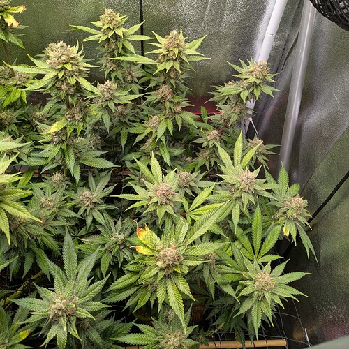 Growreport Bild 7