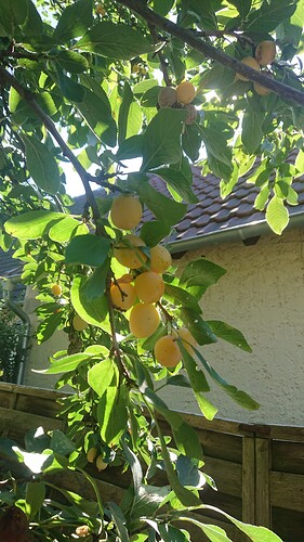 Mir2