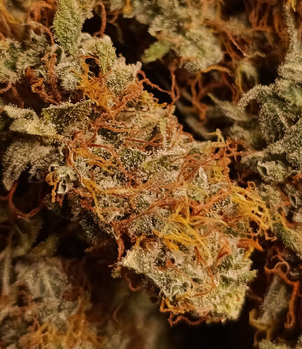Growreport Bild 4