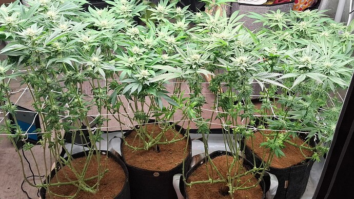 Growreport Bild 8