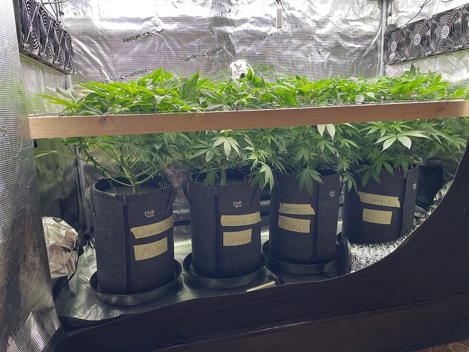 Vier Pflanzen in Vlies-Töpfen unter einer LED-Lampe in einem Grow-Zelt. Die Pflanzen sind im Wuchs und zeigen viele grüne Blätter. Auf den Töpfen sind handschriftliche Etiketten angebracht.