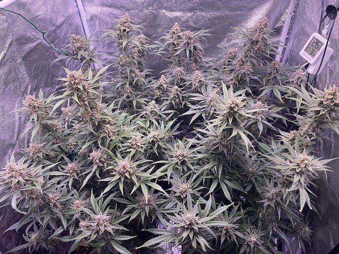 Growreport Bild 1