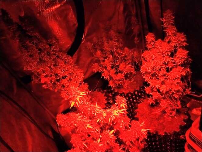 Growreport Bild 1