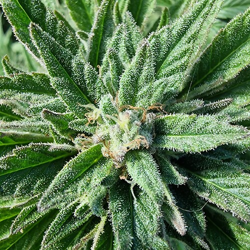 Growreport Bild 16