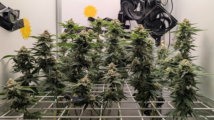 Growreport Bild 20