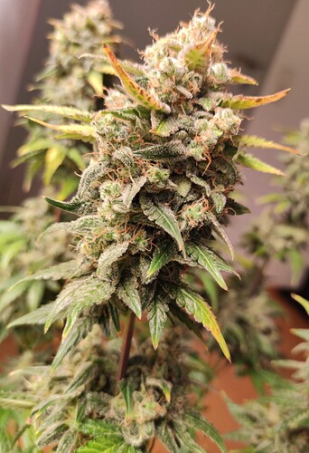 Growreport Bild 41