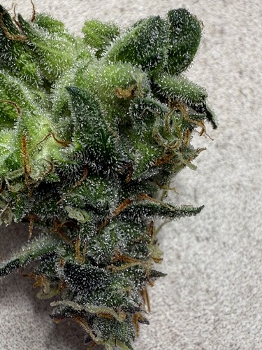 Growreport Bild 7