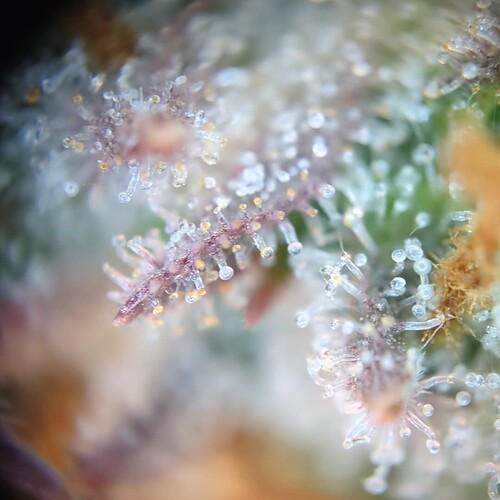 Growreport Bild 30