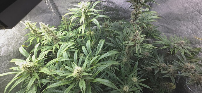 Growreport Bild 7
