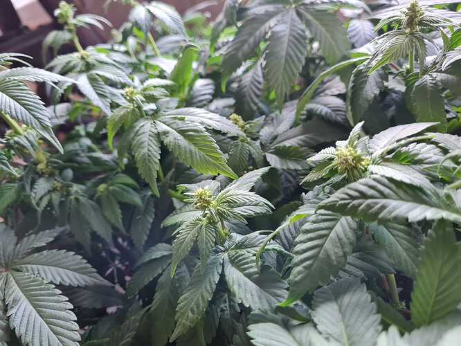 Growreport Bild 3