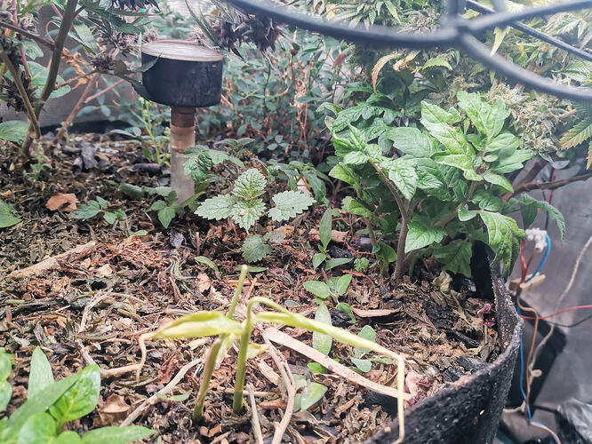 Ingwer Brennessel Tomate