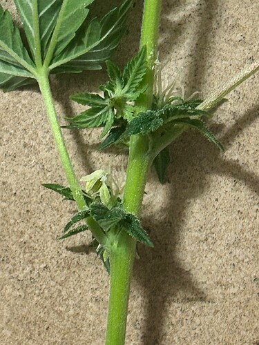 Growreport Bild 3