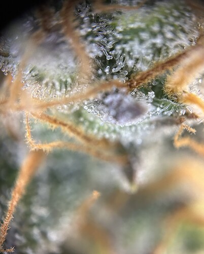 Growreport Bild 6