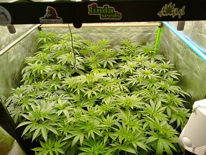Viele junge Cannabispflanzen in einem Zelt, die sich in der Wachstumsphase befinden.
