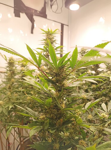 Growreport Bild 39