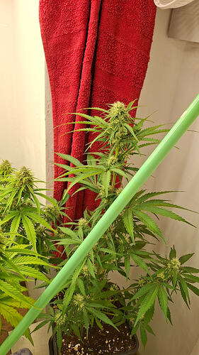 Growreport Bild 319
