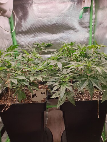 Growreport Bild 3