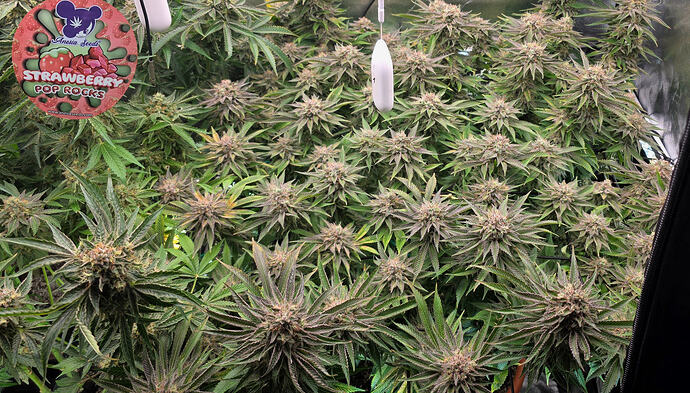Growreport Bild 4