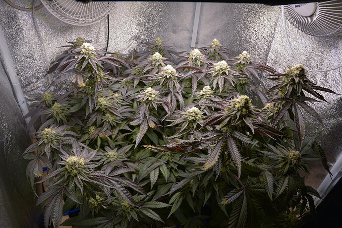 Growreport Bild 2