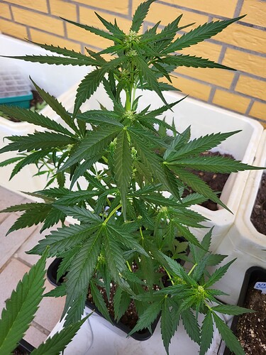 Growreport Bild 3