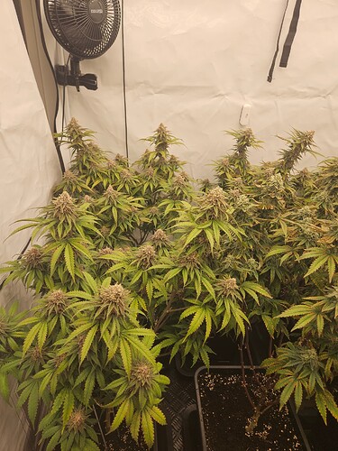 Growreport Bild 13