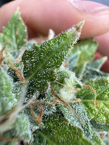 Growreport Bild 20