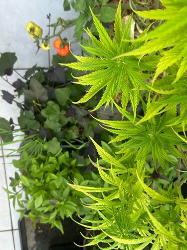 Growreport Bild 16