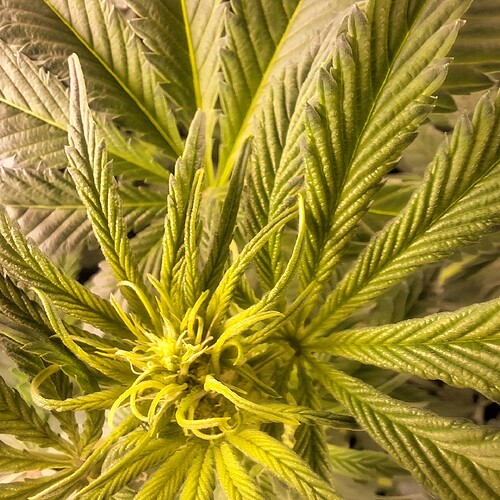 Nahaufnahme der jungen Blätter einer Cannabis-Pflanze im Wuchsstadium, die sich nach oben kräuseln.