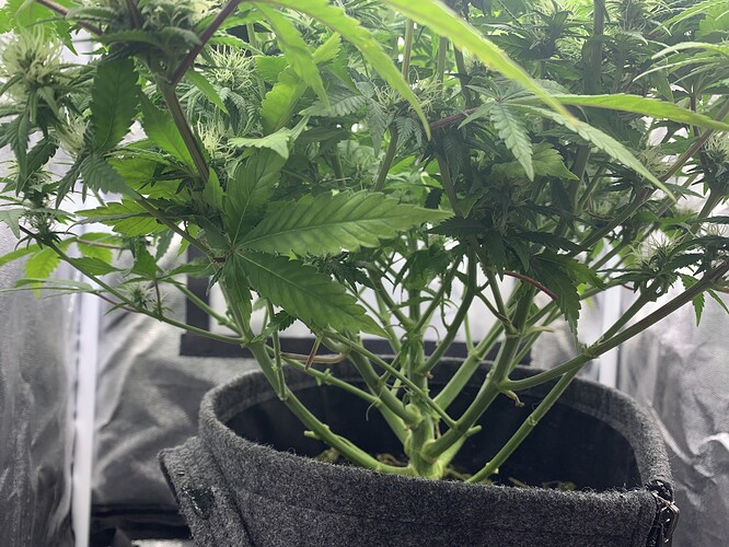 Growreport Bild 3