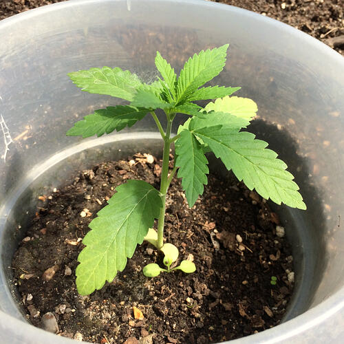 Grow26_0609_09