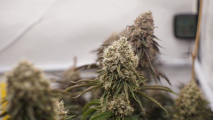 Growreport Bild 7