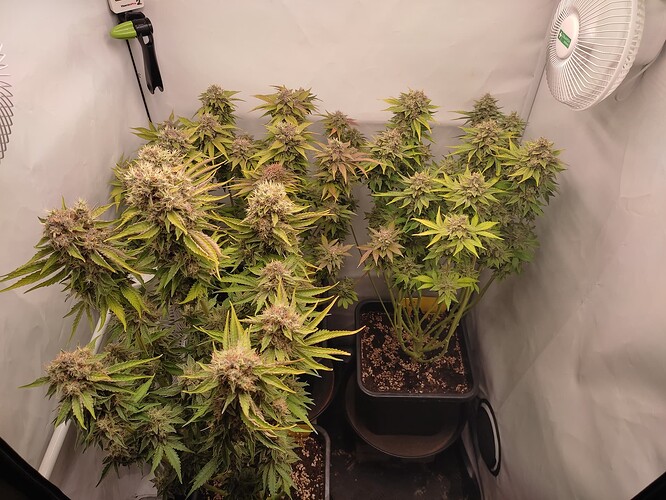 Growreport Bild 47