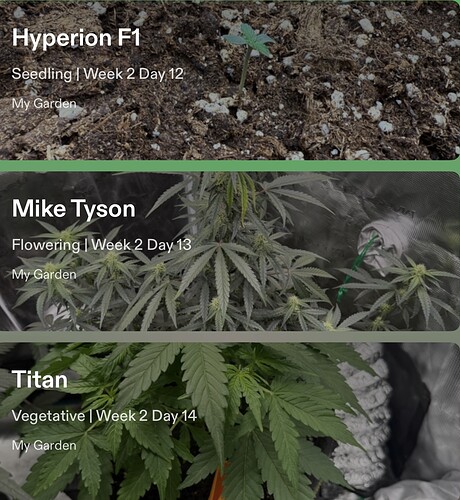Growreport Bild 51