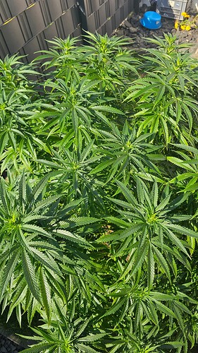 Growreport Bild 4
