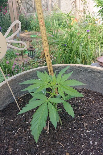 Growreport Bild 5