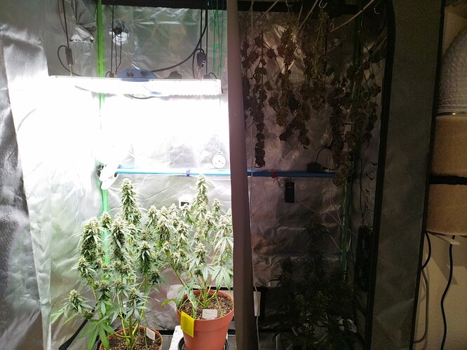 Zwei Cannabis-Pflanzen in einem Zelt, eine davon in voller Blüte, während auf der anderen Seite des Zeltes Pflanzen getrocknet werden.