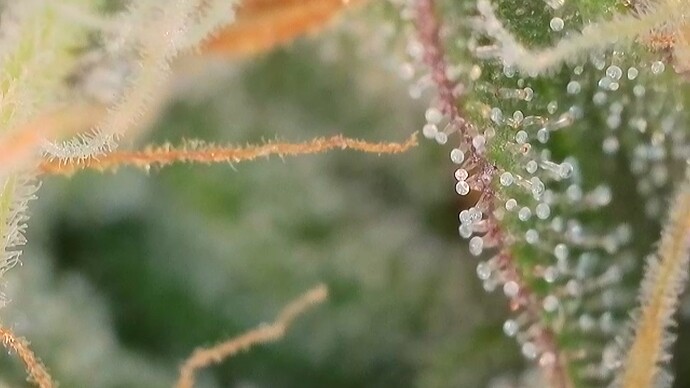 Growreport Bild 32