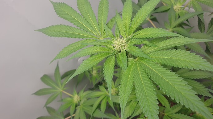Growreport Bild 5