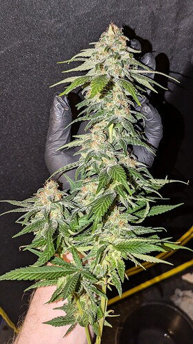 Growreport Bild 4