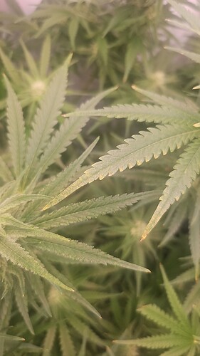 Growreport Bild 3