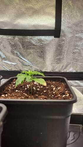 Growreport Bild 34
