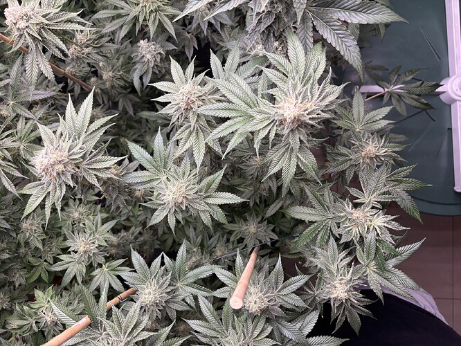 Growreport Bild 19