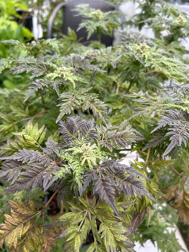 Growreport Bild 18