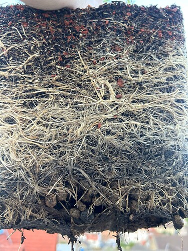 Growreport Bild 51