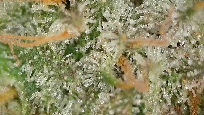 Growreport Bild 16